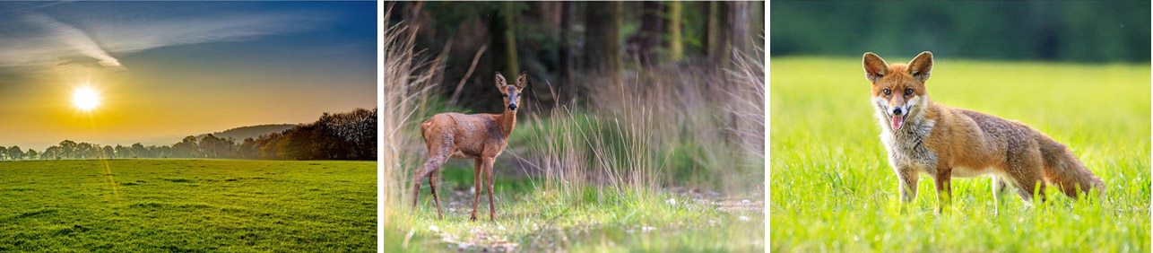 Chevreuil dans la forêt de Ploërdut - © Vincent Rannou Chevreuil dans la forêt de Ploërdut - © Vincent Rannou