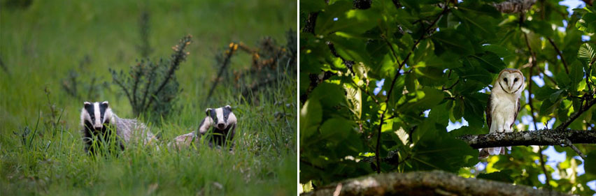 Blaireaux et chouette de la forêt de Ploërdut - © Vincent Rannou