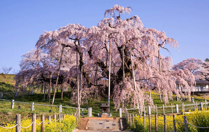 Le majestueux Miharu Takizakura - © Tohoku Tourism Promotion Organization