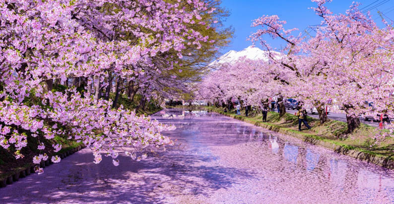 Sakura no Judan (tapis de fleurs de cerisier), à la surface des douves du château de Hirosaki - © Tohoku Tourism Promotion Organization Sakura no Judan (tapis de fleurs de cerisier), à la surface des douves du château de Hirosaki - © Tohoku Tourism Promotion Organization