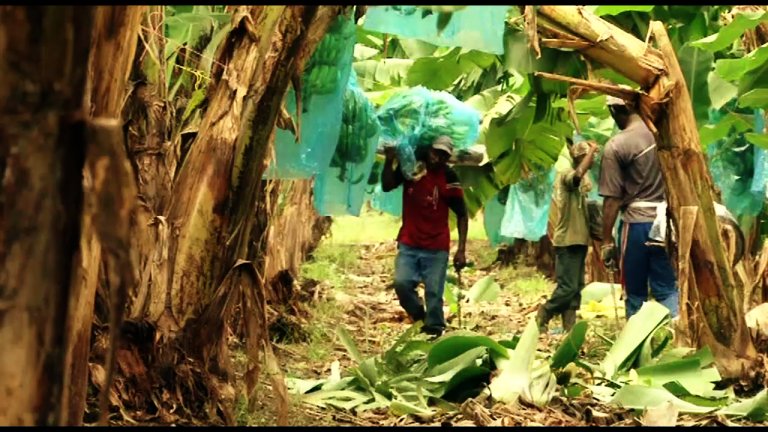 Récolte des bananes - © UGPBAN Récolte des bananes - © UGPBAN