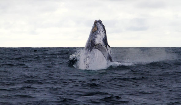 Les baleines à bosse font escale sur la côte Pacifique de la Colombie