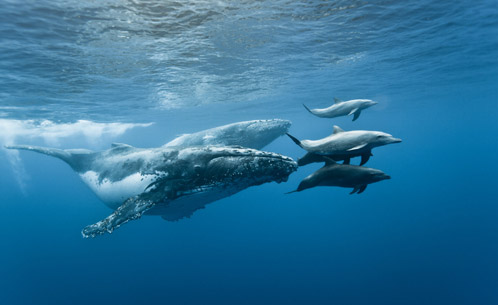 Baleines - © Eric Lamblin