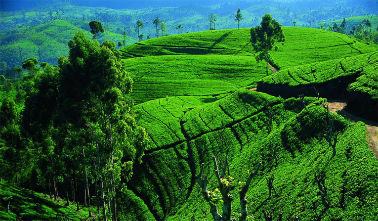 Cultures de thé dans les collines centrales - © Sri Lanka Travel