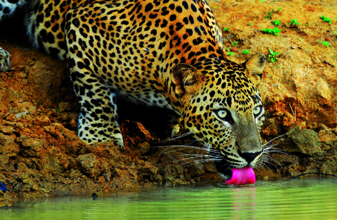 Leopard dans Yala National Park - © Sri Lanka Travel
