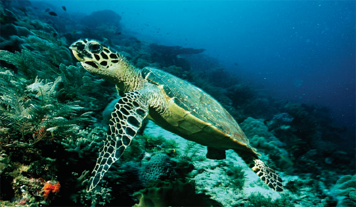 Plongée dans les fonds coraliens de Hikkaduwa - © Sri Lanka Travel Plongée dans les fonds coraliens de Hikkaduwa - © Sri Lanka Travel