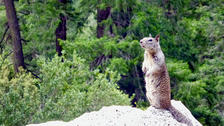 Parc national de Yosemite - © Catherine Gary