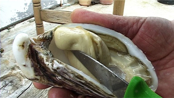 L'huître "Spéciale Tarbouriech" sur les tables des Chefs étoilés (Vidéo)