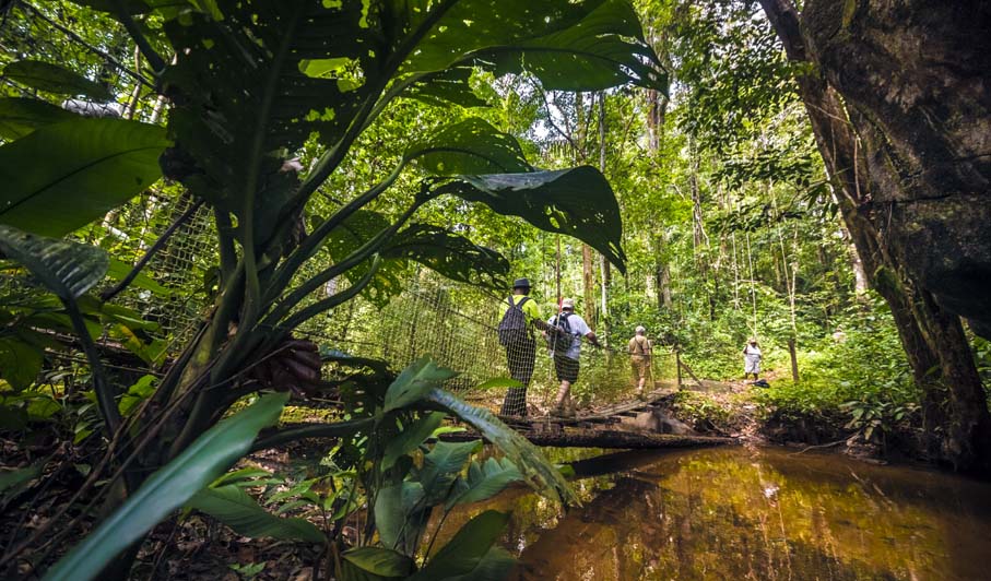 Randonnée en forêt  - © A.Brusini/CTGuyane