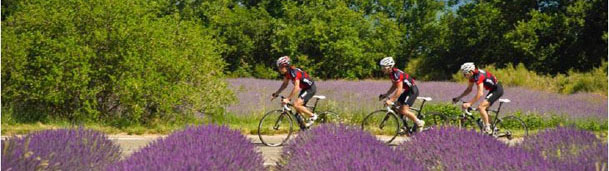 Cyclotourisme parmi les champs de lavande - © Coquillade***** Village Cyclotourisme parmi les champs de lavande - © Coquillade***** Village