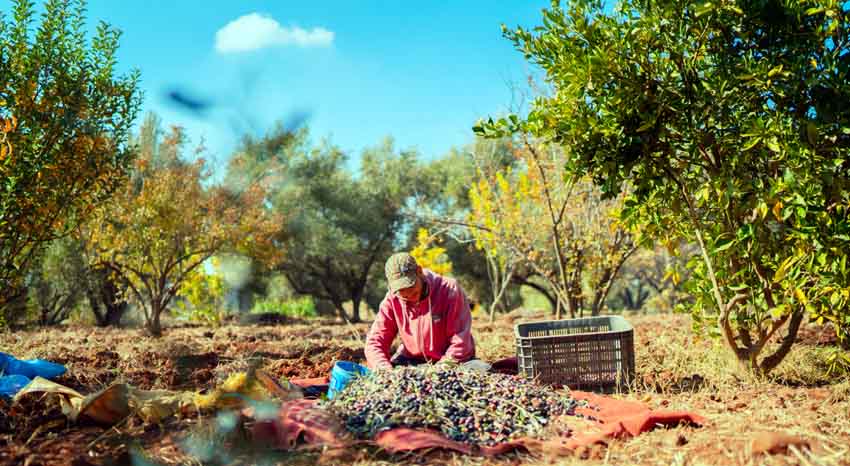 Cueillette des olives près de Kelaa Des Sraghna - © DR
