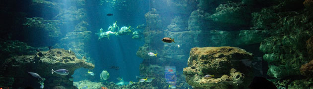 Bassin de l'Aquarium de Paris