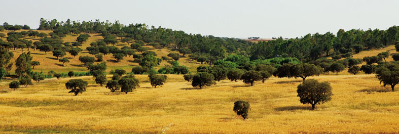 Chênes-lièges - © Tourisme Alentejo