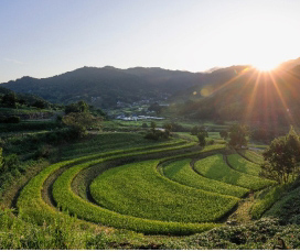 Nara, capitale historique du Japon dans un écrin de nature préservée