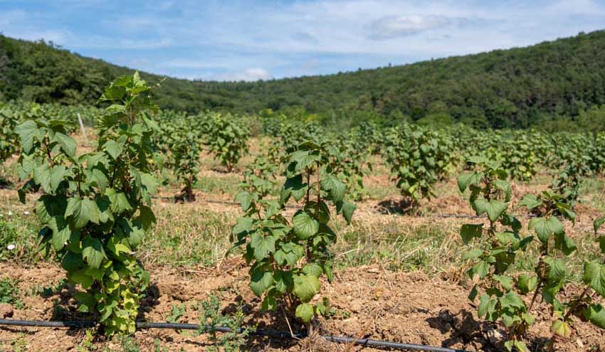La ferme Fruirouge, hameau de Concoeur à Nuits-Saint-Gorges - © Rozenn Krebel / Côte-d'Or Attractivité