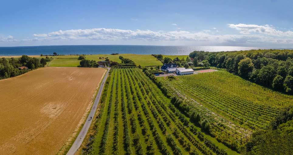 Vesterhavegaarden, domaine viticole biologique au sud-est de Næstved dans la région Seeland - © Daniel Villadsen Vesterhavegaarden, domaine viticole biologique au sud-est de Næstved dans la région Seeland - © Daniel Villadsen
