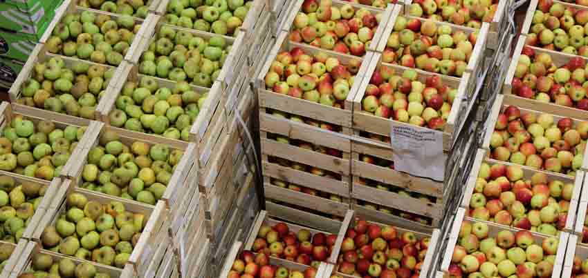 Pommes - © Origine Cévennes