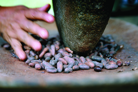 Fèves de cacao - © Instituto Costarricense de Turismo