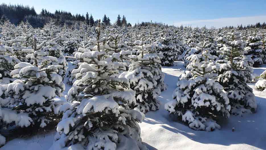 © Aux aiguilles du Morvan