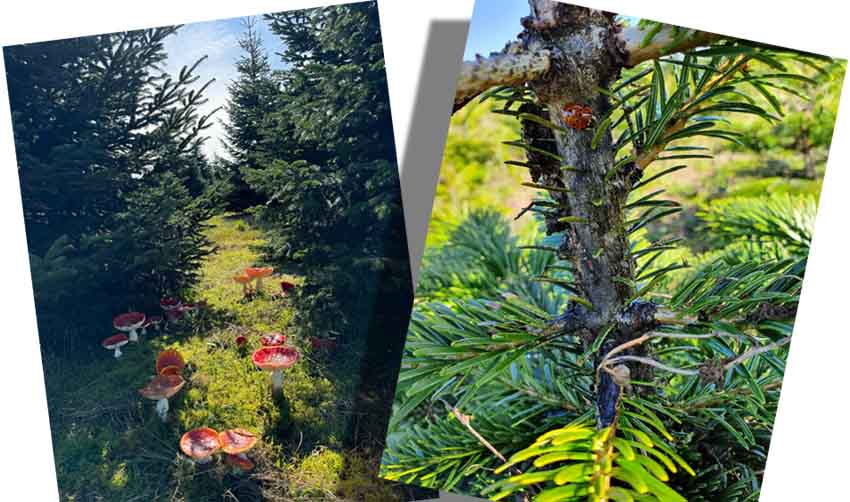 © Aux aiguilles du Morvan