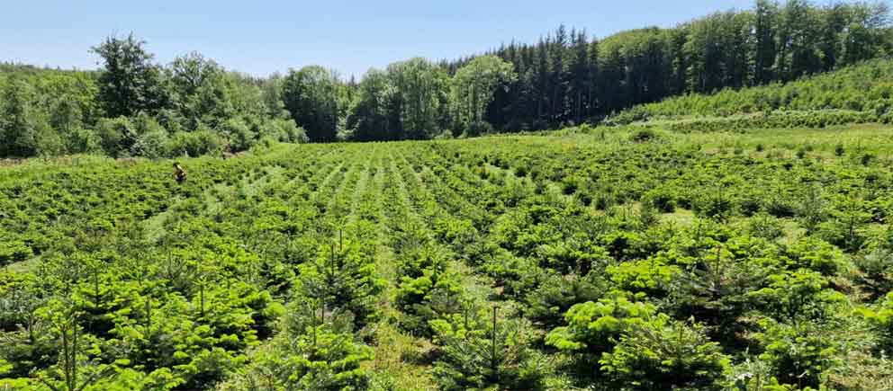 © Aux aiguilles du Morvan