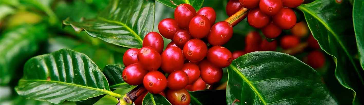 © La Maison de l'Indonésie