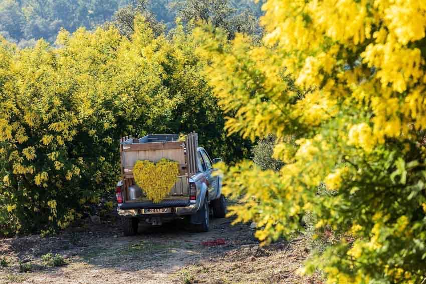 Les plantations de la famille Reynaud -  © Camille Moirenc