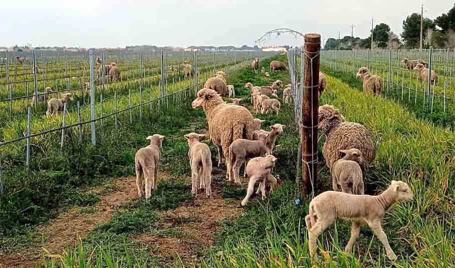 © Crédit @Syndicat des Vins AOP Sable de Camargue