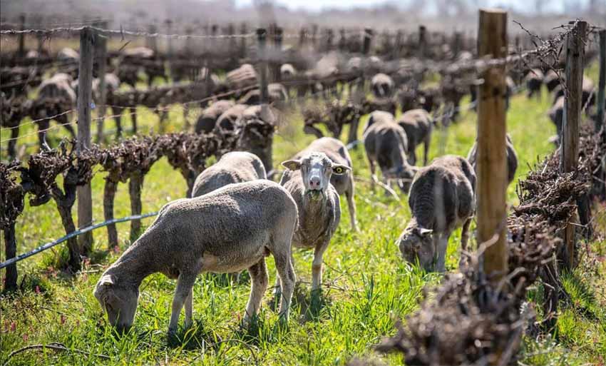 © Crédit @Syndicat des Vins AOP Sable de Camargue