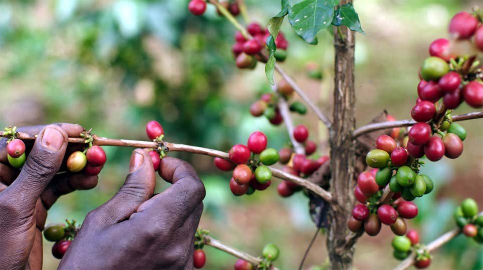 Bench Maji, au sud-ouest de l'Éthiopie,  région forestière réputée pour son café de forêt sauvage - © Artisans du Monde