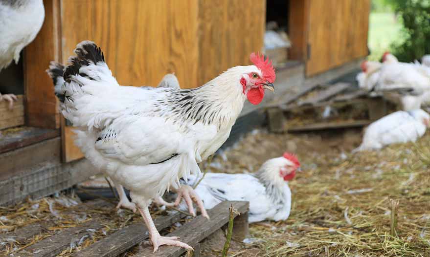 © Poulet du Bourbonnais