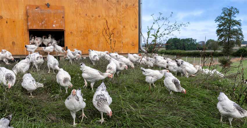 © Poulet du Bourbonnais