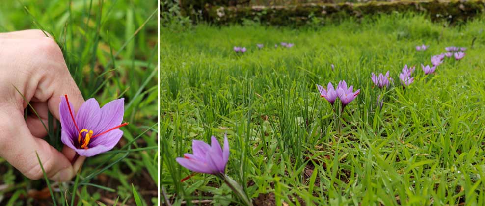Champs de crocus prêt à être récoltés - © Lot Tourisme/C. Asquier-