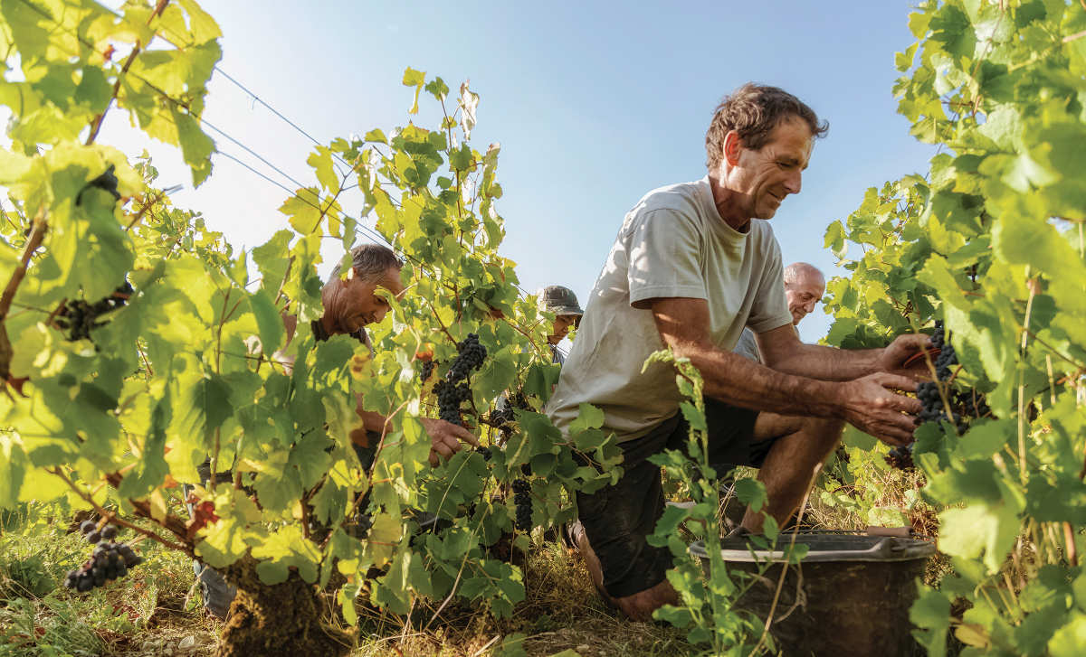 © Champagnes Chassenay d’Arce