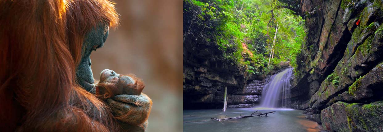 Une mère orang-outan prend soin de son petit - Cascade Batu Kawah à Pahang -  © Tourism Malaysia