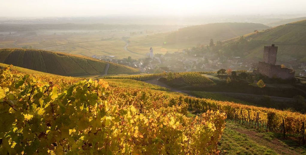 Paysage du grand cru Wineck-Schlossberg
