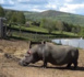 Immersion dans le Parc animalier d'Auvergne