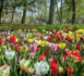 Explosion florale printanière à Keukenhof