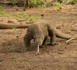 Indonésie : ​Le Parc national de Komodo restera ouvert au public