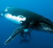 Les baleines et les tortues de retour à La Réunion