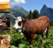 Abondance, plus d'un fromage !
