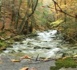 Sous le charme de la forêt corse (Vidéo)