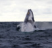 Les baleines à bosse font escale sur la côte Pacifique de la Colombie