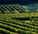 Balades Vendanges sur les terres de Cadillac Côtes de Bordeaux