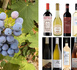Vins coups de cœur de l’été 2026