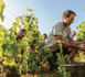 Champagne Chassenay d’Arce, un domaine de vignerons au top