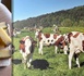 Balades gourmandes dans les Montagnes du Jura