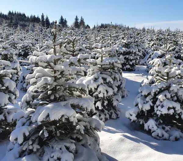 Le sapin, Roi du Morvan