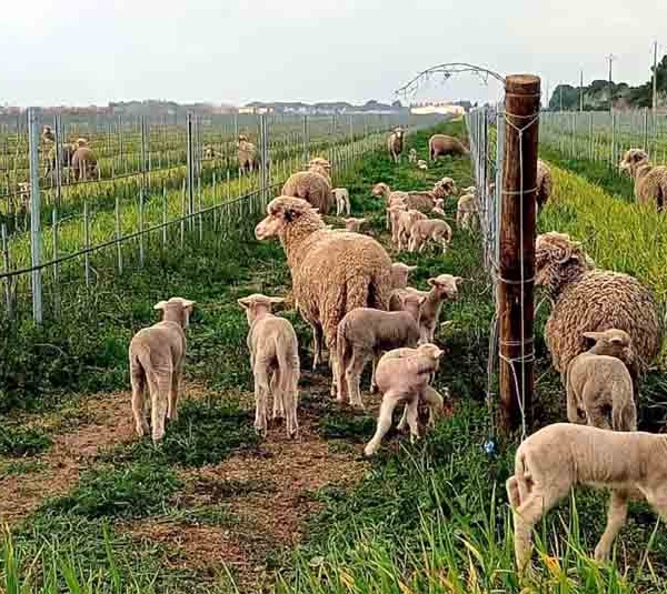 Les moutons, alliés du vignoble: un savoir-faire camarguais