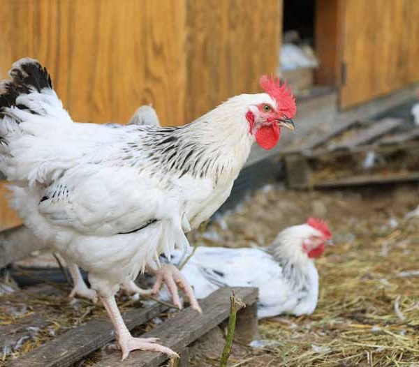 Le Poulet du Bourbonnais "AOP", cet été dans votre assiette